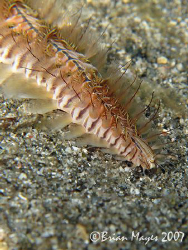 Close up of Scalloped Fireworm (Chloeia sp.). <><><><>Can... by Brian Mayes 